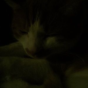 Meet your Posher, Monica